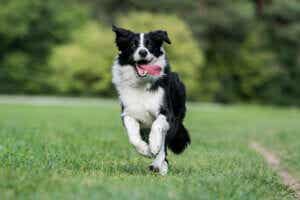 Biegncy border collie