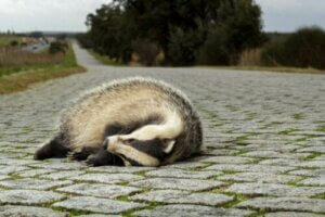 Czy pułapki ekologiczne są niebezpieczne dla zwierząt?
