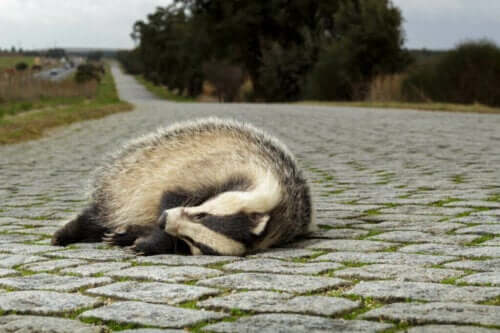 Czy pułapki ekologiczne są niebezpieczne dla zwierząt?