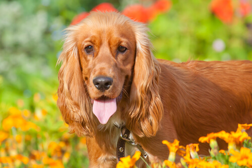 Cocker spaniel na łące