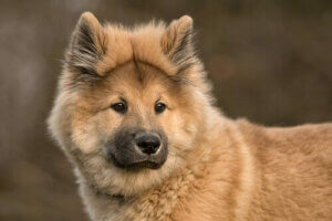 Eurasier: niezwykła krzyżówka z Chow Chow