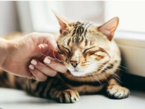 Dlaczego mój kot nie mruczy?