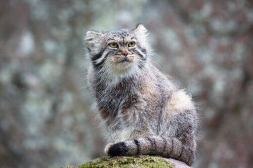 Manul stepowy