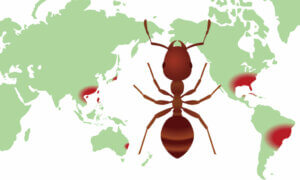 Co to są mapy rozmieszczenia bioróżnorodności i do czego służą?