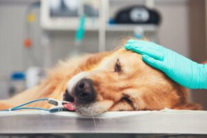 Nowotwór u golden retrieverów: przyczyny, rodzaje, leczenie