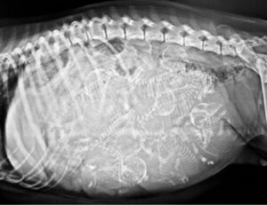 Pies cyklop: jednooki pies z dwoma językami