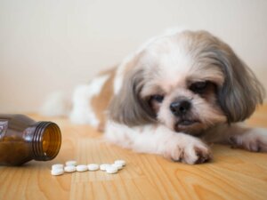 Tramadol dla psów: zastosowania i skutki uboczne