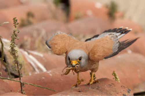 Ptak trzymający robaka
