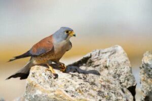 Pustułeczka: najmniejszy gatunek sokoła