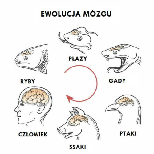 Rysunek porównawczy mózgów