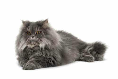 Szary kot perski