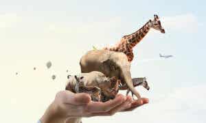 Zwierzęta na dłoni