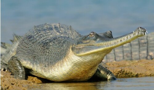 gavial
