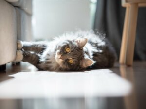 Dlaczego koty lubią słońce?