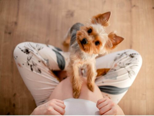 Pies opiera się łapkami na brzuchu kobiety w ciąży