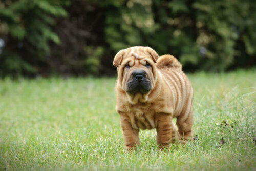 Shar pei na łące a Problemy skórne