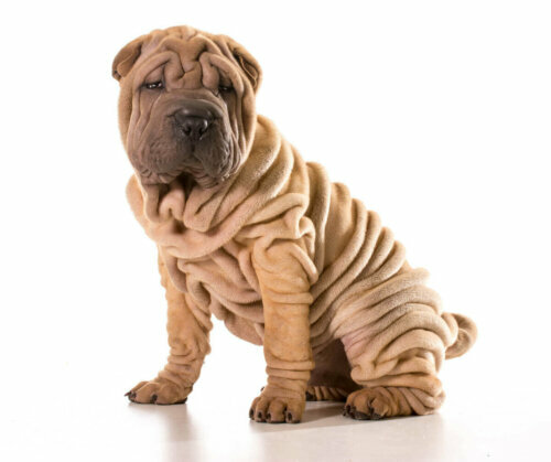 Shar pei szczeniak a Problemy skórne