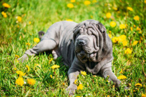 Najczęstsze problemy skórne u psów rasy Shar Pei