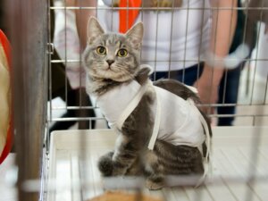 Opieka nad wysterylizowanym kotem