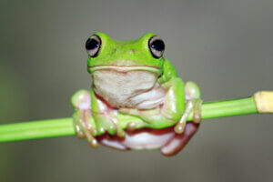 Poznaj techniki przetrwania u żab