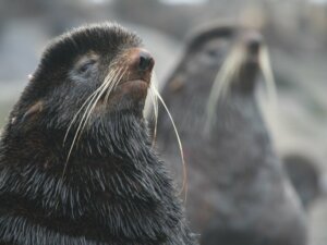 Koticzak niedźwiedziowaty: siedlisko i charakterystyka
