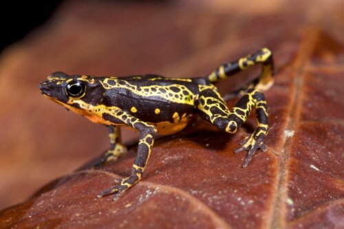 Atelopus, żaba