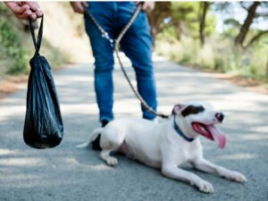 Czarny kał u psów: czym jest spowodowany?