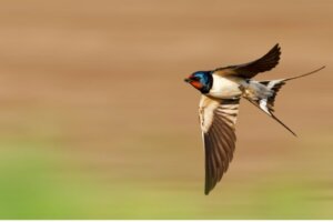 Jakie są rodzaje jaskółek?