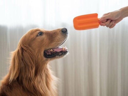 Kobieta podaje psu loda na patyku