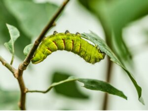 Czy gąsienice są robakami?