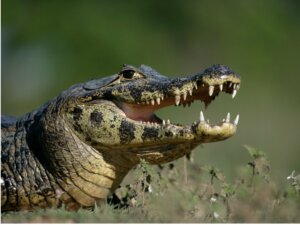 Kajman okularowy: siedlisko i charakterystyka