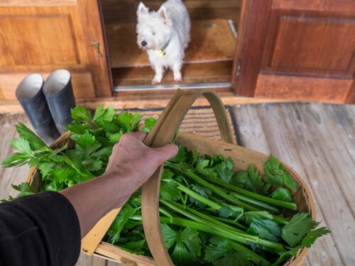 Czy psy mogą jeść seler?