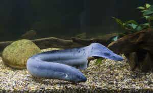 prapłaziec to ryba z płucami