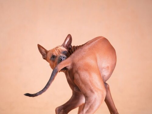 Pies uporczywie próbuje gryźć ogon