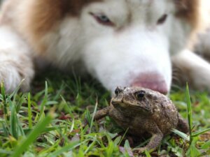 Zatrucie ropuchą u psów: objawy i leczenie