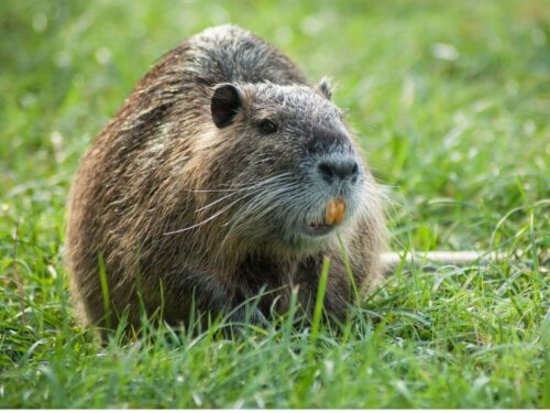 Piżmak, przykład inteligentnych gryzoni