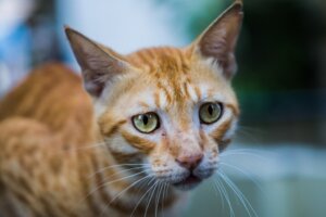 Anoreksja u kotów: wszystko, co musisz wiedzieć