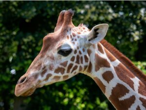 Żyrafa somalijska – siedlisko i charakterystyka