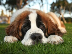 15 najczęstszych chorób bernardynów