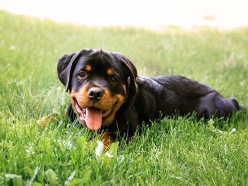 Szczeniak rottweilera na łące