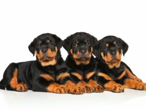 Opieka nad szczeniakiem Rottweilera