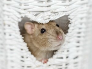 6 najbardziej inteligentnych gryzoni