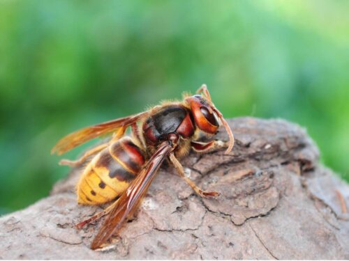 Szerszeń europejski