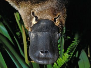 Jad dziobaka australijskiego: co musisz wiedzieć!