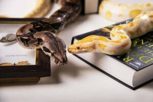 Rodzaje węży domowych