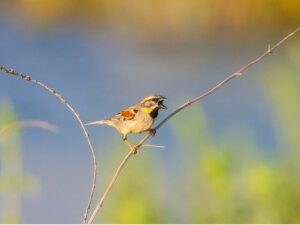 Czy istnieją zwierzęta w Morzu Martwym?