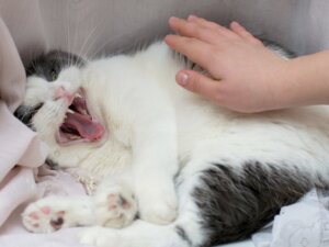 Dlaczego mój kot nie pozwala się dotykać?