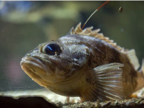 Helicolenus dactylopterus przykład jednego z niebezpiecznych zwierząt