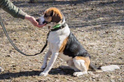Pies siedzi podczas tresury