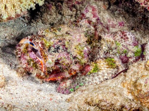 Synanceia horrida przykład jednego z niebezpiecznych zwierząt